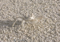 I'm invisible by Gallo . 